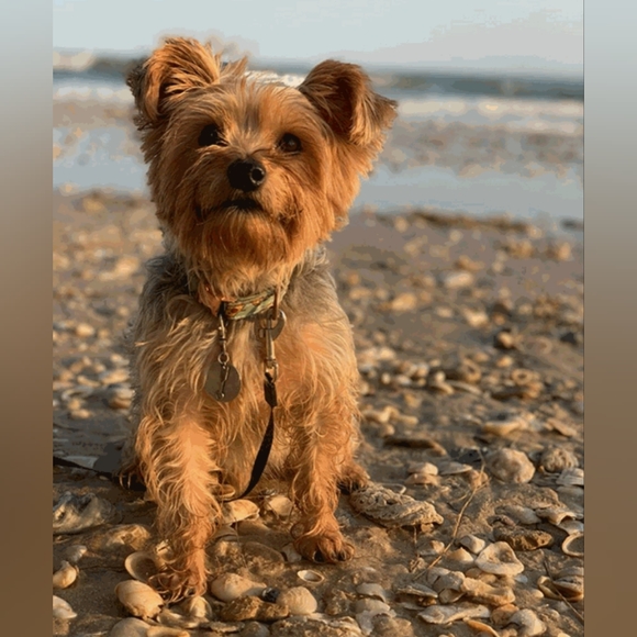 ⭐️SHOW NOTIFICATION-Like to be Notified⭐️ - Picture 8 of 17